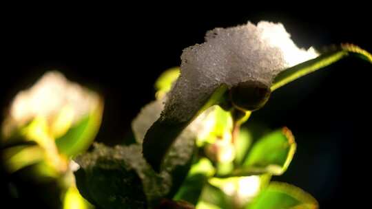 雪后植物