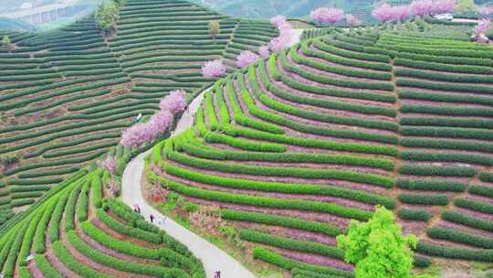 杭州富阳拔山春天樱花茶园风景航拍