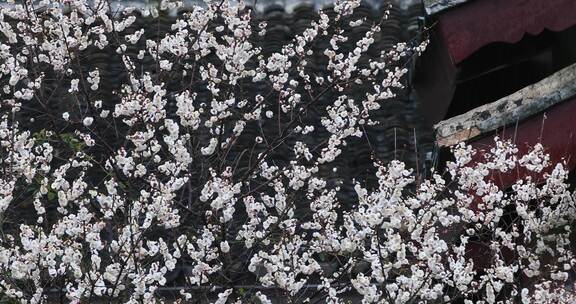 苏州香雪海典雅梅花绽放