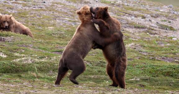棕熊在草地上玩闹打架
