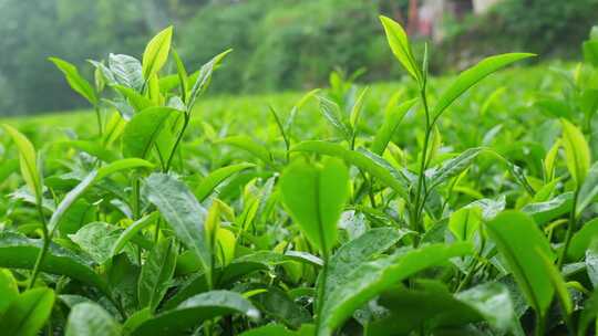 茶园茶叶茶茶山绿茶农业茶海采茶茶文化