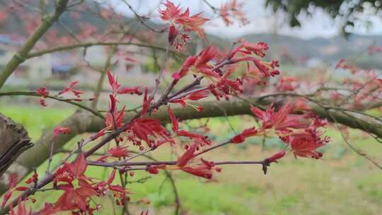 红色枫叶植物实拍