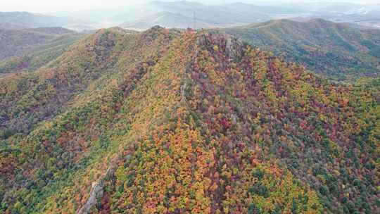 秋天五花山森林黑龙江小兴安岭林区航拍