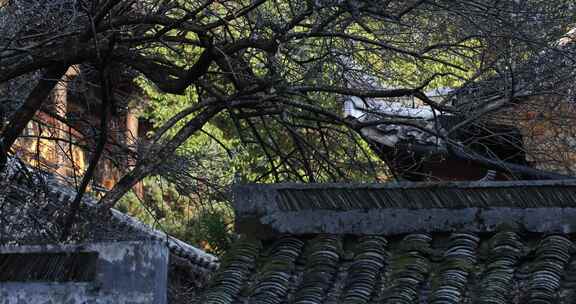 浙江天台国清寺典雅隋梅古建筑