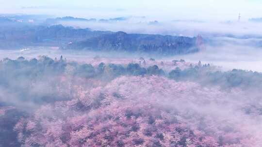 航拍贵州平坝樱花