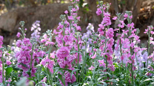 紫罗兰花柱花卉花朵植物绿化园林景观花草02
