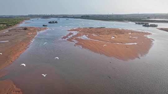 湛江乐民港红树林白鹭滩涂湿地保护区航拍