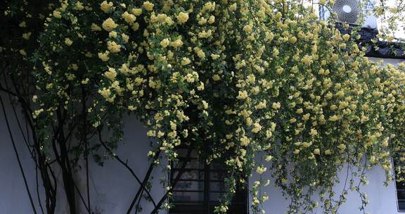 春天江南小巷黄木香爬满墙头形成鲜花瀑布