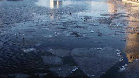 城市春季冰雪消融后的河面海鸥自然风光航拍