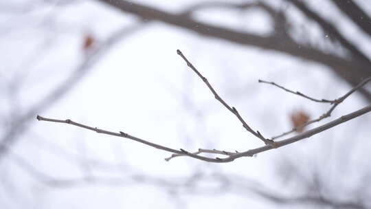 风景 冬季 冬天 雪景 下雪