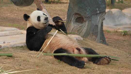 湖南岳阳中华大熊猫苑