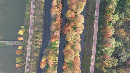 冬季公园成排的水杉4k航拍合集视频素材模板下载