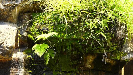 洞顶石头植物苔藓滴水泉水流水矿物质水资源