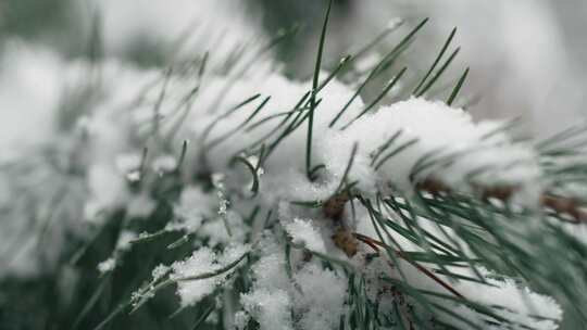 分支，雪，冬天，冰