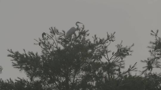 白鹭苍鹭栖息地LOG