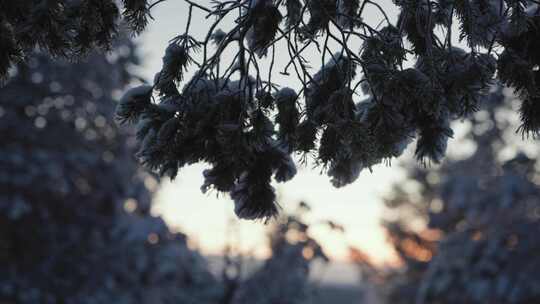 被雪覆盖的松树枝条，冬日静谧景象