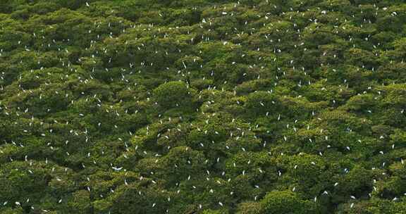 红树林白鹭航拍