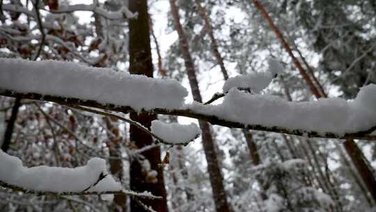 摇摄冬天树林里树枝上厚厚的积雪