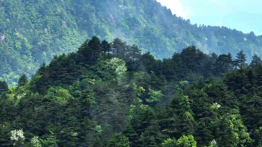 森林山峰云雾缭绕绿色生态