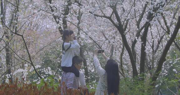 家庭与樱花拍照