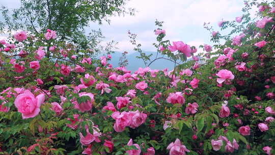 唯美玫瑰花丛 视频素材