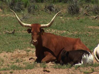 牧场上休息的长角牛和小牛