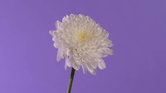 紫色背景的白色花朵