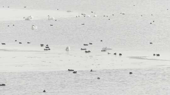 东营黄河入海口湿地鸟类