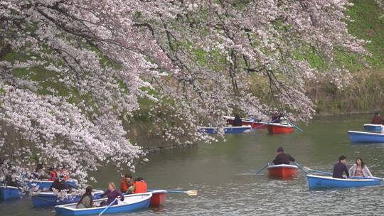 春季樱花盛开游客春游划船
