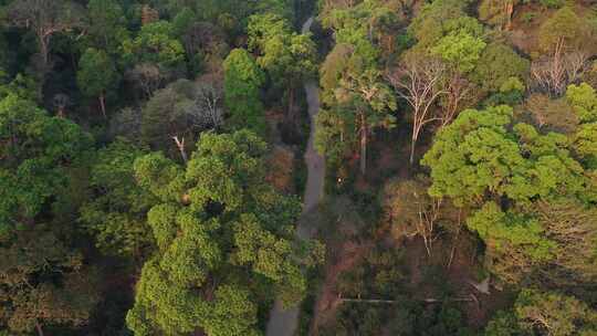 森林树林热带雨林树林视频素材模板下载