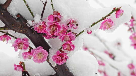 雪中梅花樱花