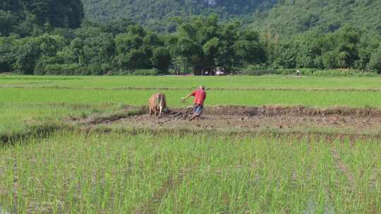 田间牛犁田的农民与远处的群山