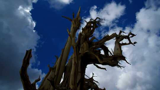 生命枯竭干枯的树蓝天延时