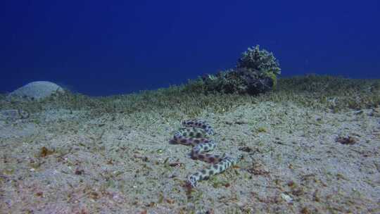 虎蛇鳗，斑点蛇鳗，红海，海床