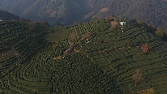 狮峰龙井茶叶园