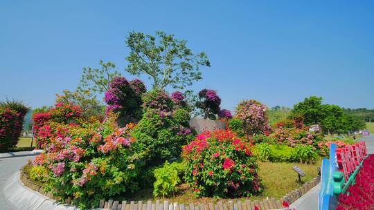 南宁青秀山三角梅花园叶子花