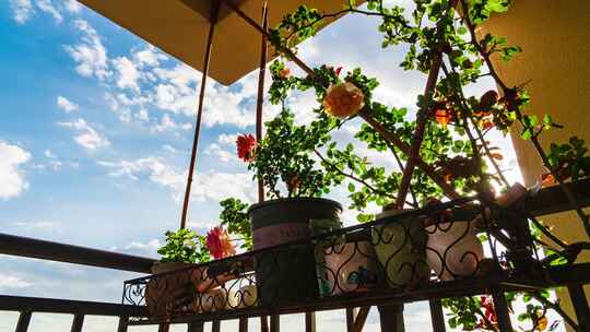 阳台盆栽花卉与蓝天白云