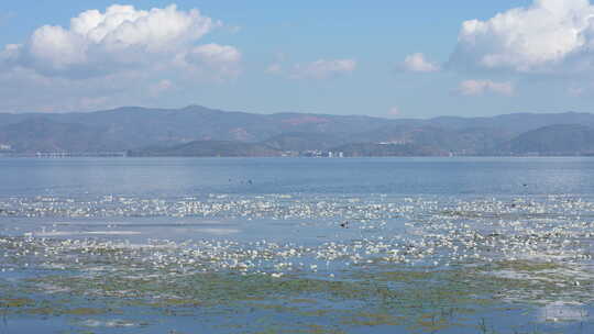 大理洱海丽江海菜花昆明滇池抚仙湖美景