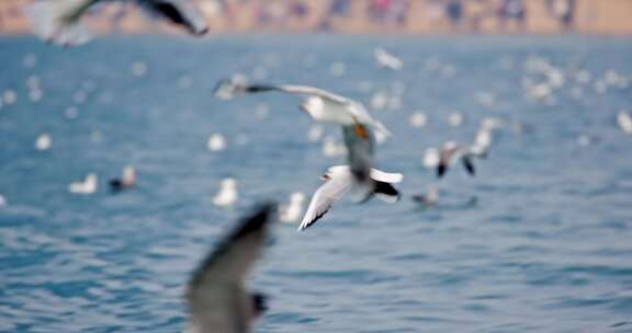 大海海面飞翔的海鸥
