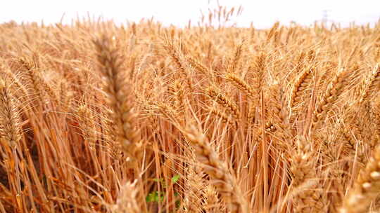 小麦 收获