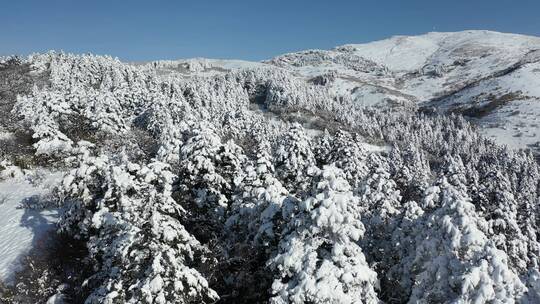 航拍湖北神农架冬季冬天白天冰雪雪松雪景