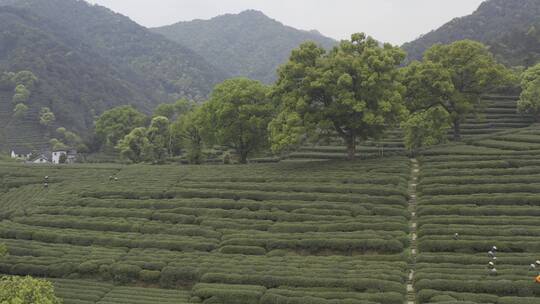 茶茶叶红茶艺采茶泡茶红茶山春茶道茶园农业