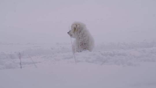 狗，雪，冬天，奥地利