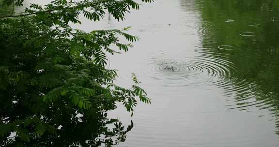 大雨雨水雨滴湖面波纹绿叶唯美意境