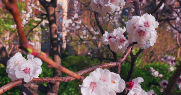 移动轨道拍摄杏树花枝特写系列