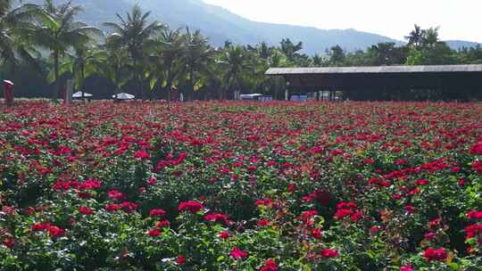 海南三亚博后村在红玫瑰花田中的