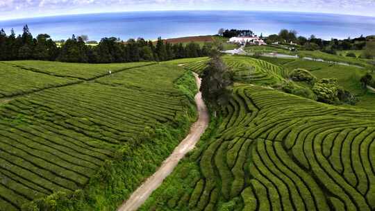 茶叶茶山采茶茶园茶叶红茶绿茶春茶茶叶茶