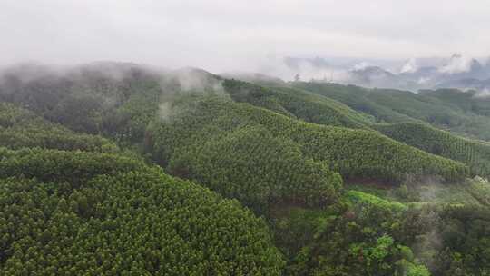 航拍森林自然风景云雾