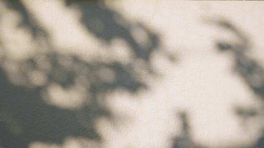 余庆路上墙面光影 梧桐 光影