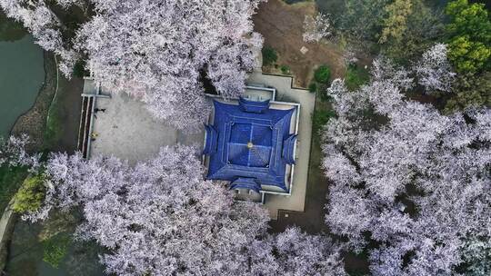 江苏 无锡 太湖 鼋头渚樱花 春天 旅游